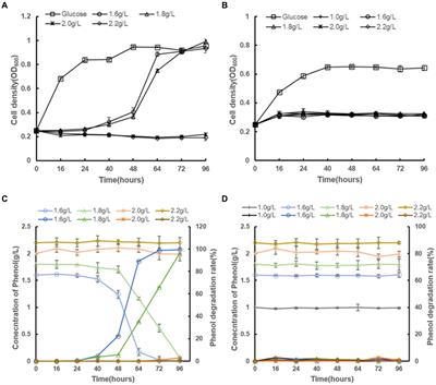 Unveiling superior phenol detoxification and degradation ability in Candida tropicalis SHC-03: a comparative study with Saccharomyces cerevisiae BY4742